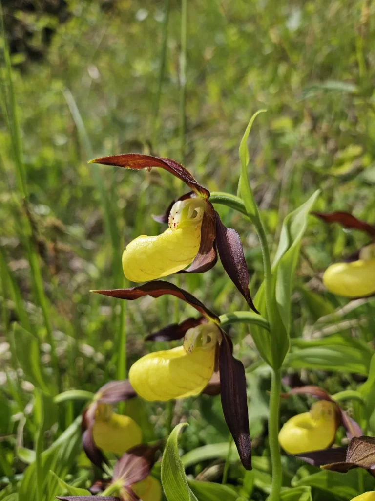 Sabot de vénus