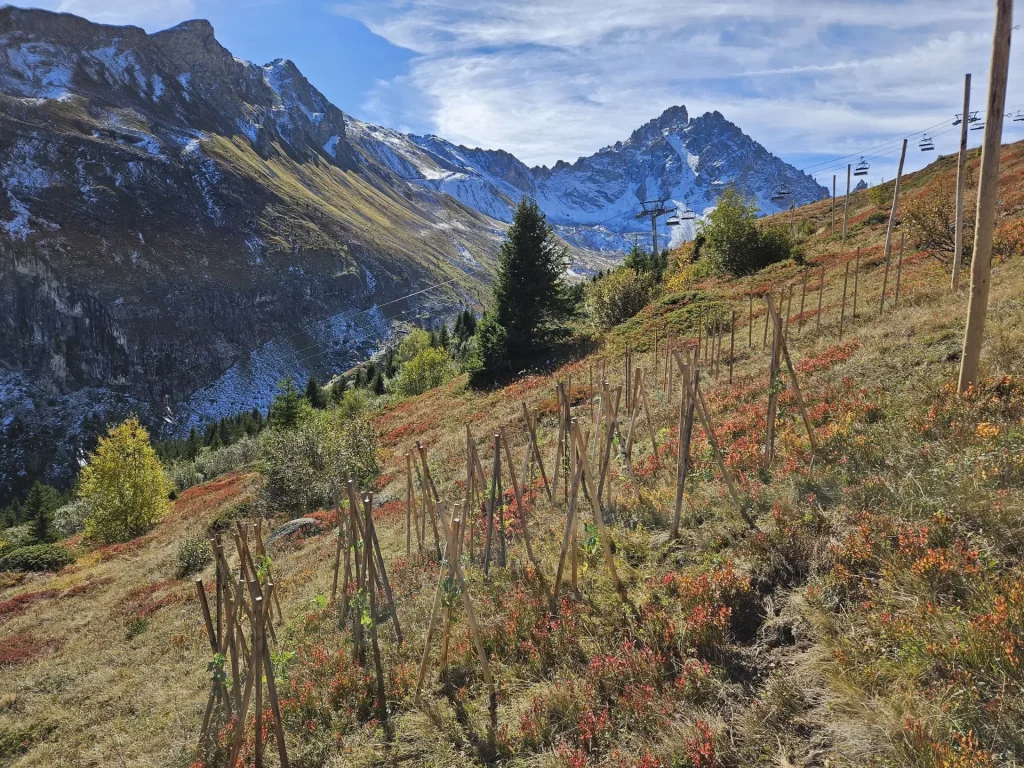 Reboisement des limites de la zone d
