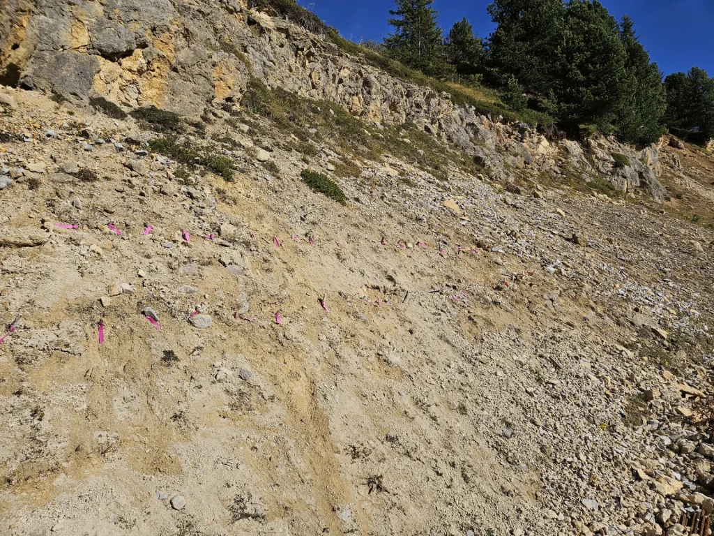 Zone de bouturage des saules