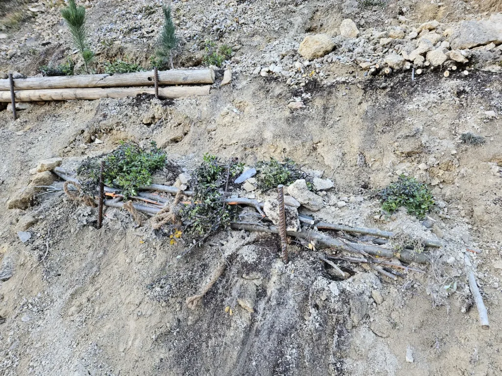 Fascine de saules avec Raisin d