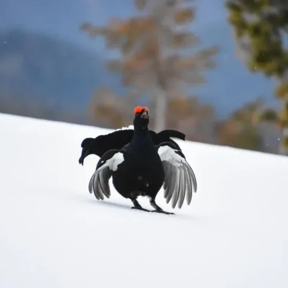 Tétra Lyre sur une place de chant