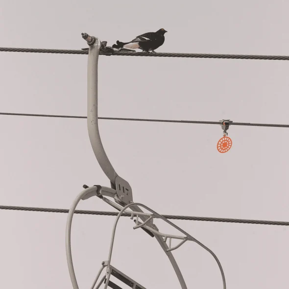 Tétra lyre perché sur un câble de télésiège