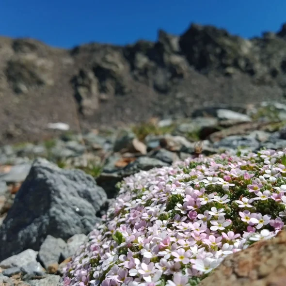 Androsace des Alpes à Mottaret