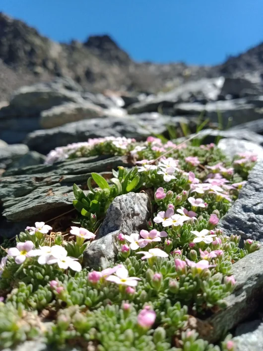 Androsace des Alpes à Mottaret